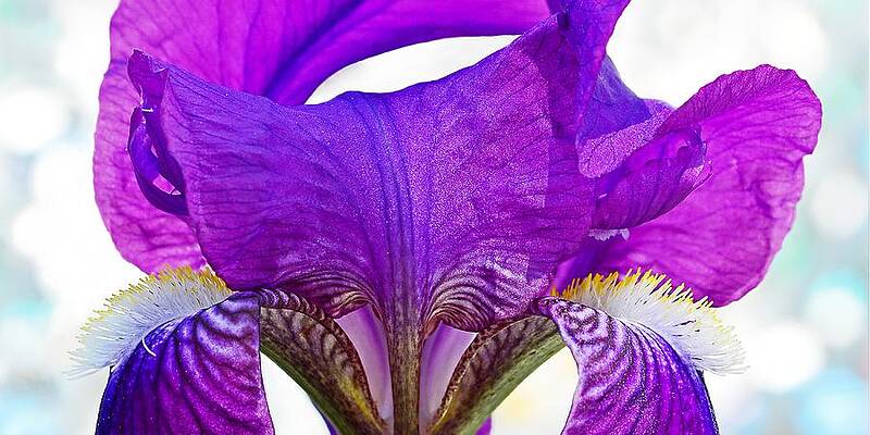 Wall Art featuring the photograph Tall, Bearded And Handsome - Iris by KJ Swan