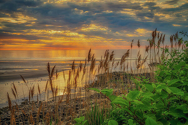 Wall Art featuring the photograph Tall Grasses Of Marginal Way by Penny Polakoff