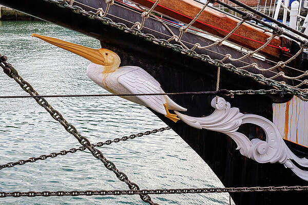 Wall Art featuring the photograph Tall Ship Pelican by Shirley Mitchell