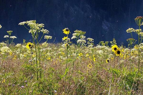 Colorado Wall Art featuring the photograph Tall Wildflowers by Amanda R Wright