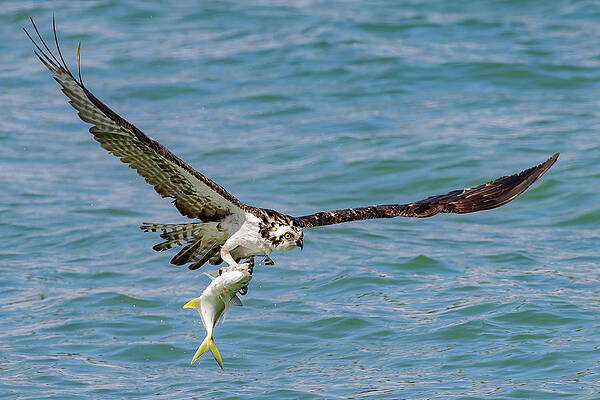 Florida Photograph - Talons Hold by RD Allen