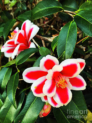 Wall Art featuring the photograph Tama Peacock Twins by Rick Locke - Out of the Corner of My Eye