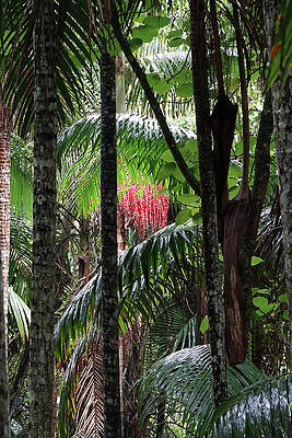Wall Art featuring the photograph Tamborine Mountain Rainforest Queensland by Richard Reeve