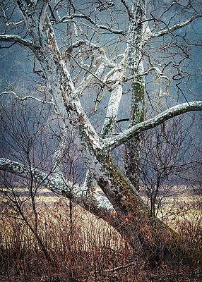 Outdoors Photograph - Tangled Tree by Dave King