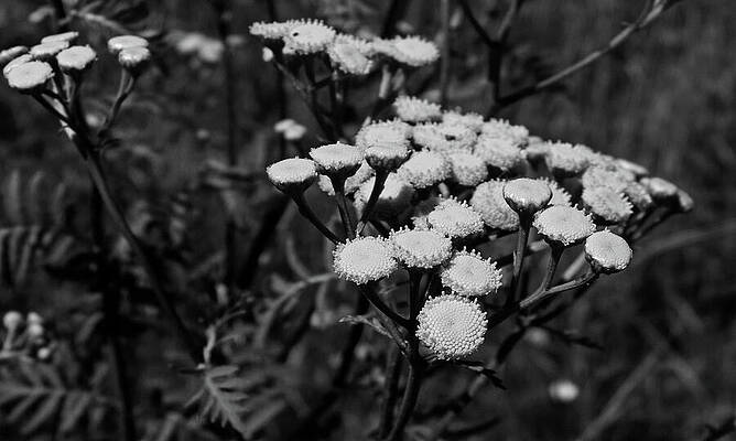 Photograph - Tansy Flowers, Tanacetum Vulgare - Black And White Photo by Nicko Prints