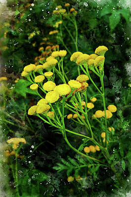 Nature Digital Art - Tansy Flowers, Tanacetum Vulgare - Watercolor Painting Effect by Nicko Prints