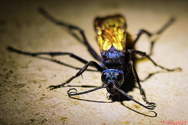 Hawk Photograph - Tarantula Hawk by Rene Vasquez