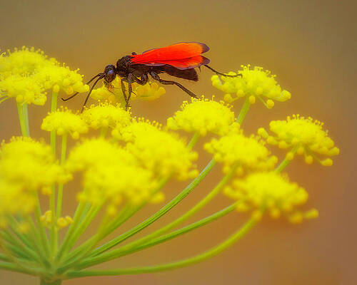 Hawk Photograph - Tarantula Hawk Wasp On Ferula Flower by Joe Fisher