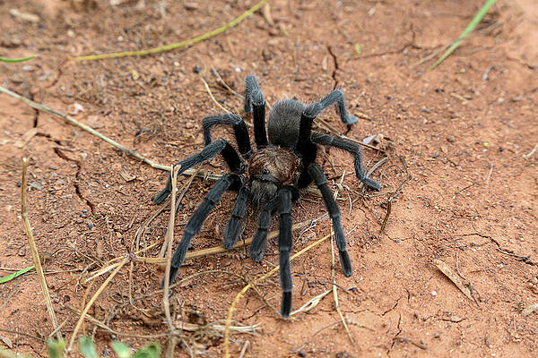 Wall Art featuring the photograph Tarantula by Steve Templeton
