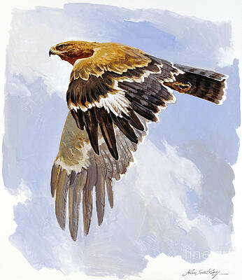Nature Wall Art featuring the painting Tawny Eagle II by John Swatsley