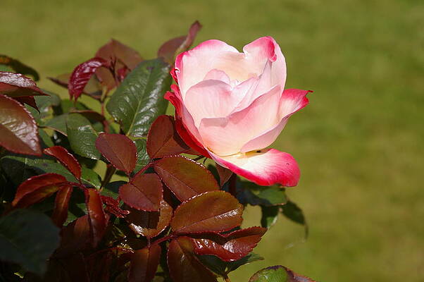 Nature Photograph - Tea Rose Bloom by Murray Croft