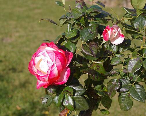 Nature Photograph - Tea Rose Bouquet by Murray Croft