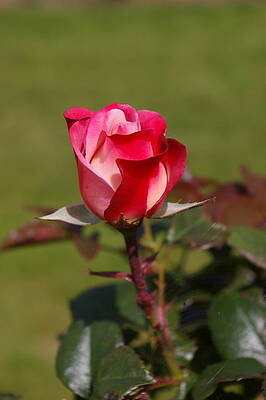 Nature Photograph - Tea Rose Bud by Murray Croft