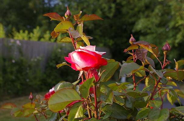 Nature Photograph - Tea Rose In Sunlight by Murray Croft