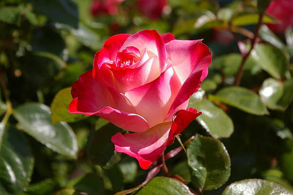 Nature Photograph - Tea Rose Perfection by Murray Croft
