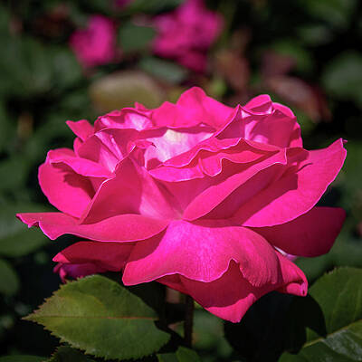 Rose Wall Art featuring the photograph Tea Time by Linda Triplett