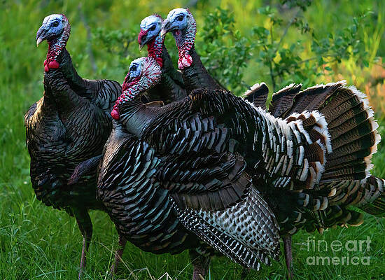 Texas Wall Art featuring the photograph Team Meeting by Ron Long Ltd Photography