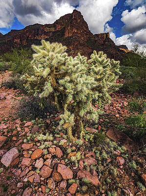 Wall Art featuring the photograph Teddy Bear Cholla Cactus, Arizona - Vertical by Abbie Warnock