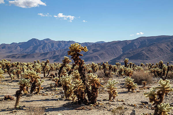 California Wall Art featuring the photograph Teddybear Cholla Cacti by Cindy Robinson