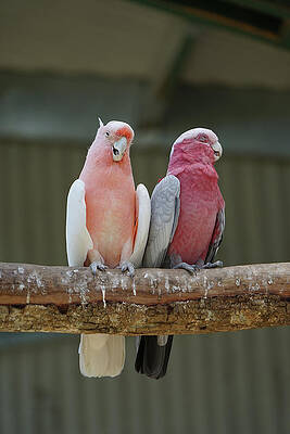 Wall Art featuring the photograph Tell Me Another by Richard Reeve