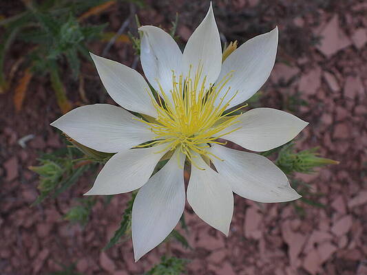 Theodore Roosevelt National Park Photograph - Tenpetal Blazing Star 2 by Amanda R Wright
