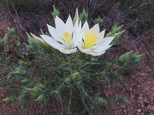 Theodore Roosevelt National Park Photograph - Tenpetal Blazing Star 3 by Amanda R Wright