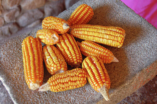 Mexico Photograph - Teotitlan Still Life by William Scott Koenig