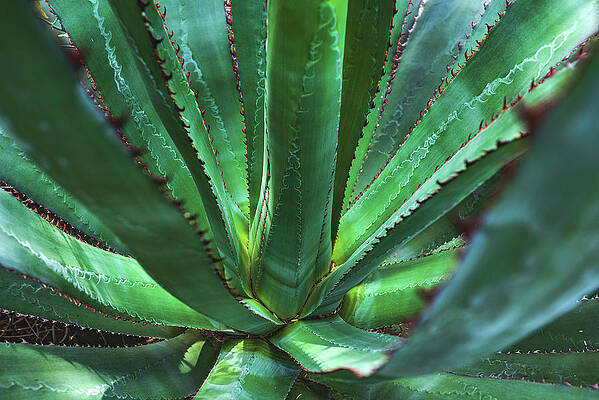 Beautiful Photograph - Tequila Agave Plant, Arizona by Abbie Warnock