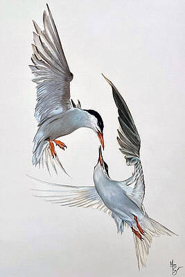 Tern Around Print
