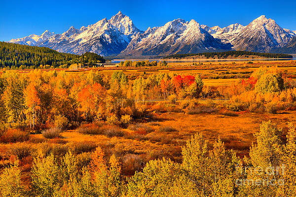 Wall Art featuring the photograph Teton Colored Forest by Adam Jewell
