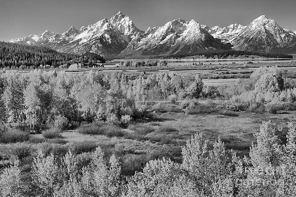 Wall Art featuring the photograph Teton Colored Forest Black And White by Adam Jewell