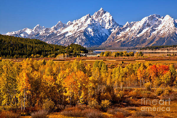 Wall Art featuring the photograph Teton Fall Forest by Adam Jewell