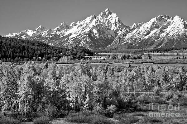 Wall Art featuring the photograph Teton Fall Forest Black And White by Adam Jewell