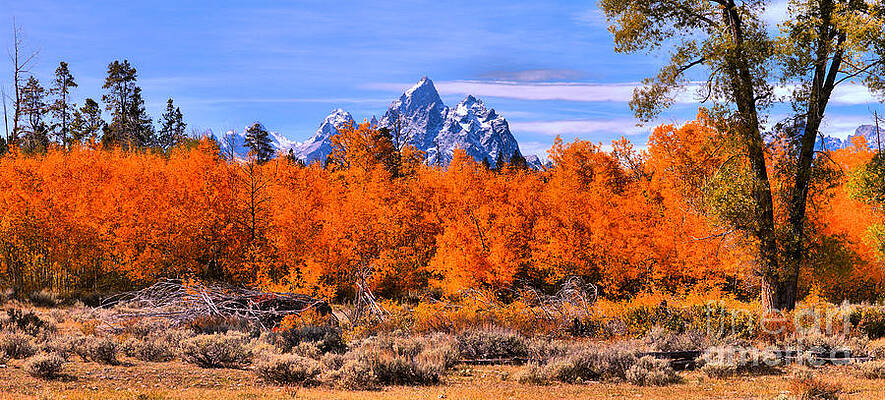 Wall Art featuring the photograph Teton Peaks Over The Autumn Aspens by Adam Jewell