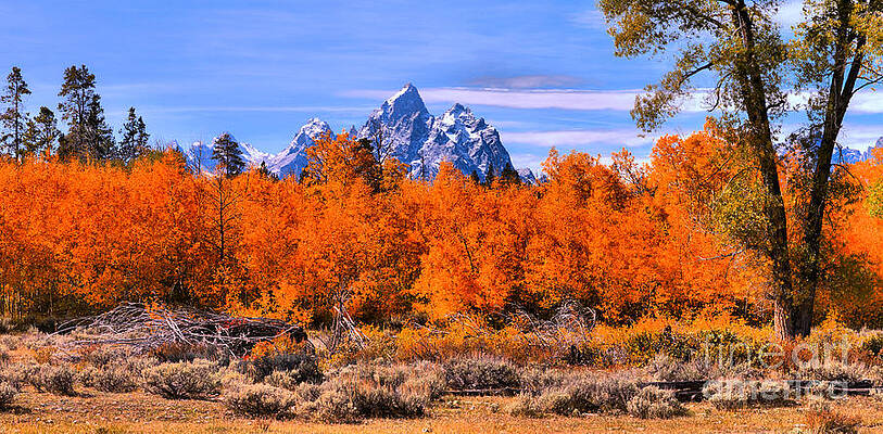 Wall Art featuring the photograph Teton Peaks Over The Autumn Aspens Panorama by Adam Jewell
