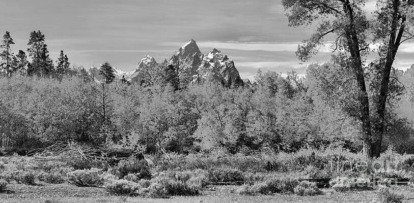 Wall Art featuring the photograph Teton Peaks Over The Autumn Aspens Panorama Black And White by Adam Jewell