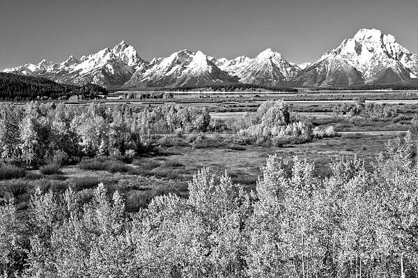 Wall Art featuring the photograph Teton Snow Caps And Aspens Black And White by Adam Jewell