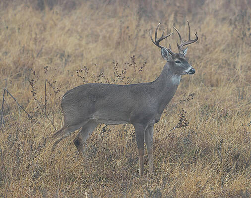 Texas Wall Art featuring the photograph Texas 10 Point Buck In The Fog by Ron Long Ltd Photography