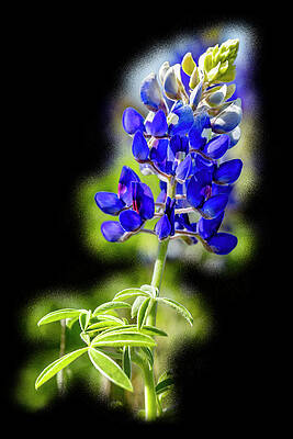 Green Wall Art featuring the photograph Texas Blue On Black by Kelley King