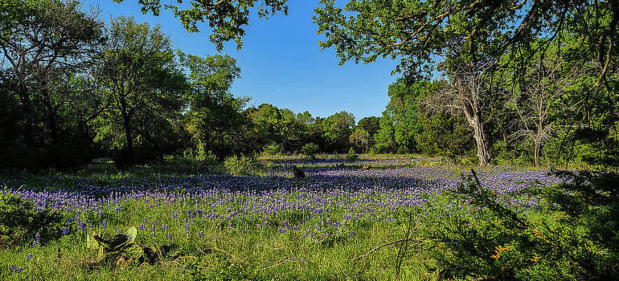 Texas Wall Art featuring the photograph Texas Bluebonnet Turkeys by Ron Long Ltd Photography