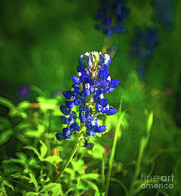 Texas Wall Art featuring the photograph Texas Bluebonnet Watercolor by Ron Long Ltd Photography