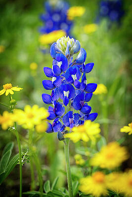 Green Wall Art featuring the photograph Texas Bluebonnets Spring Flower by Kelley King