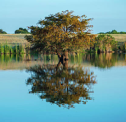 Texas Wall Art featuring the photograph Texas Cypress Portrait by Ron Long Ltd Photography