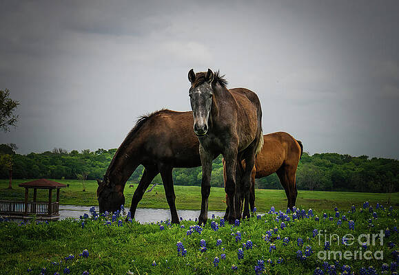 Texas Wall Art featuring the photograph Texas Horses And Bluebonnets 2 by Ron Long Ltd Photography