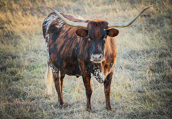 Texas Wall Art featuring the photograph Texas Longhorn Portrait 1 by Ron Long Ltd Photography