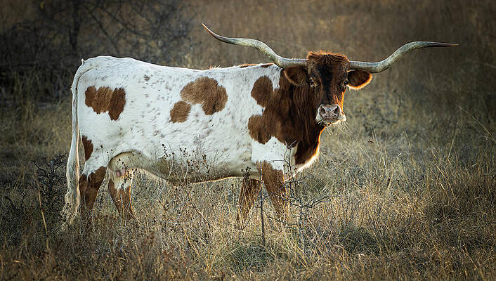 Texas Wall Art featuring the photograph Texas Longhorn Portrait 2 by Ron Long Ltd Photography