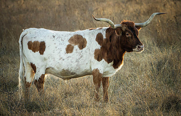 Texas Wall Art featuring the photograph Texas Longhorn Portrait 3 by Ron Long Ltd Photography