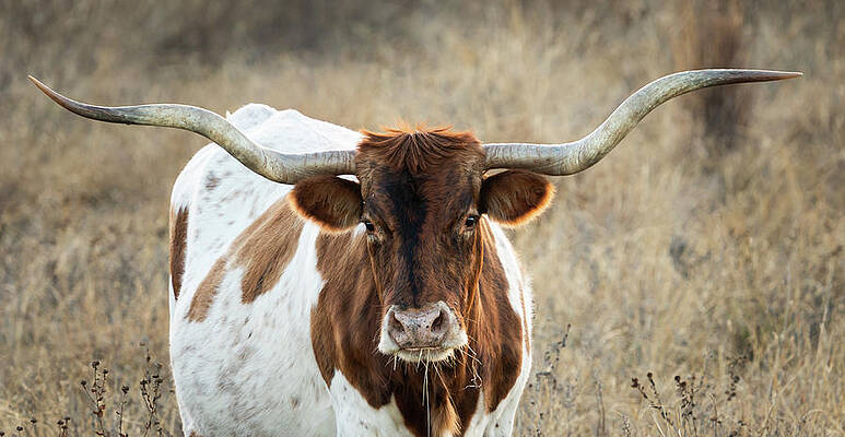 Texas Wall Art featuring the photograph Texas Longhorn Portrait 4 by Ron Long Ltd Photography