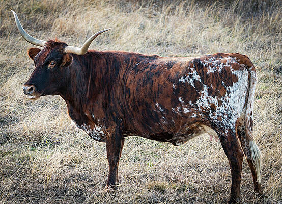 Texas Wall Art featuring the photograph Texas Longhorn Portrait 5 by Ron Long Ltd Photography