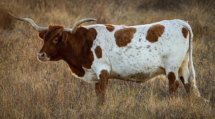 Texas Wall Art featuring the photograph Texas Longhorn Portrait 6 by Ron Long Ltd Photography